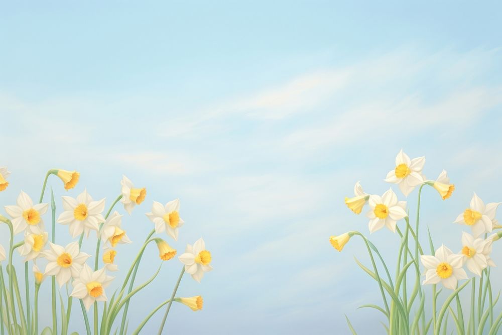 Painting of fresh daffodil border backgrounds outdoors blossom.