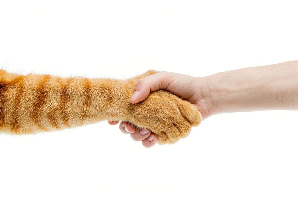 Two hands shaking mammal animal pet.