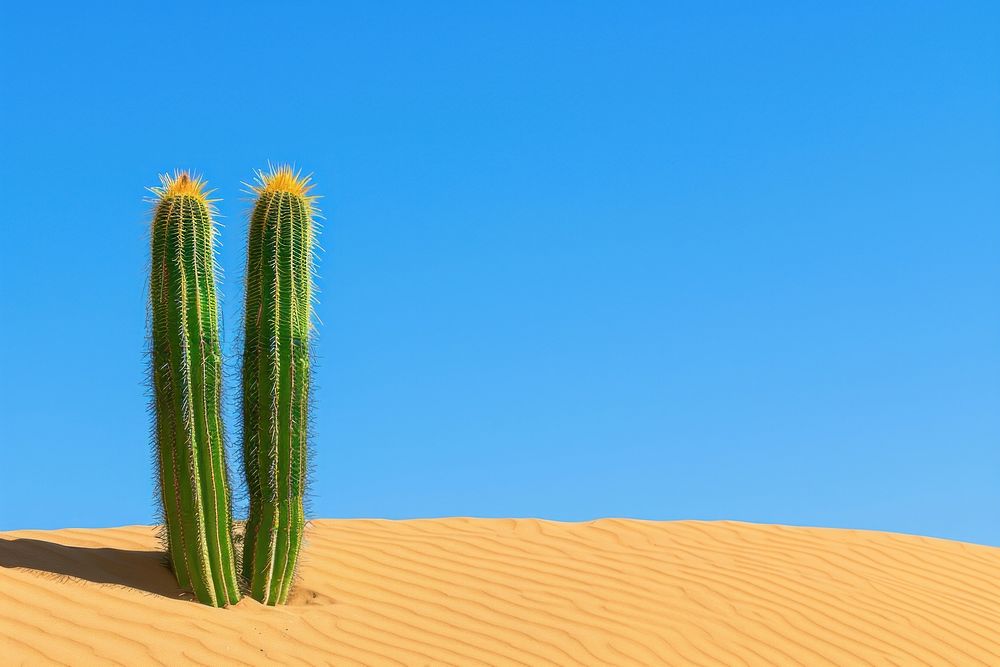 Sand dune desert cactus outdoors nature.