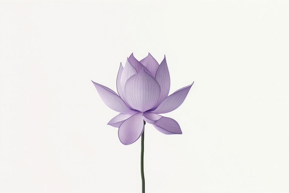 Lotus flower purple petal.