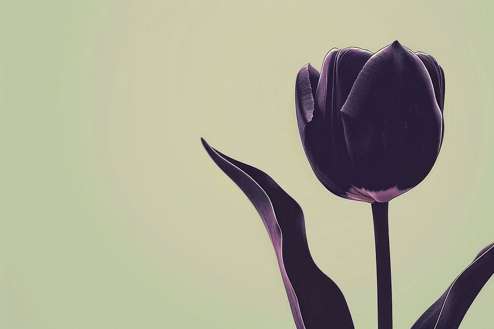 Tulip tulip flower purple.