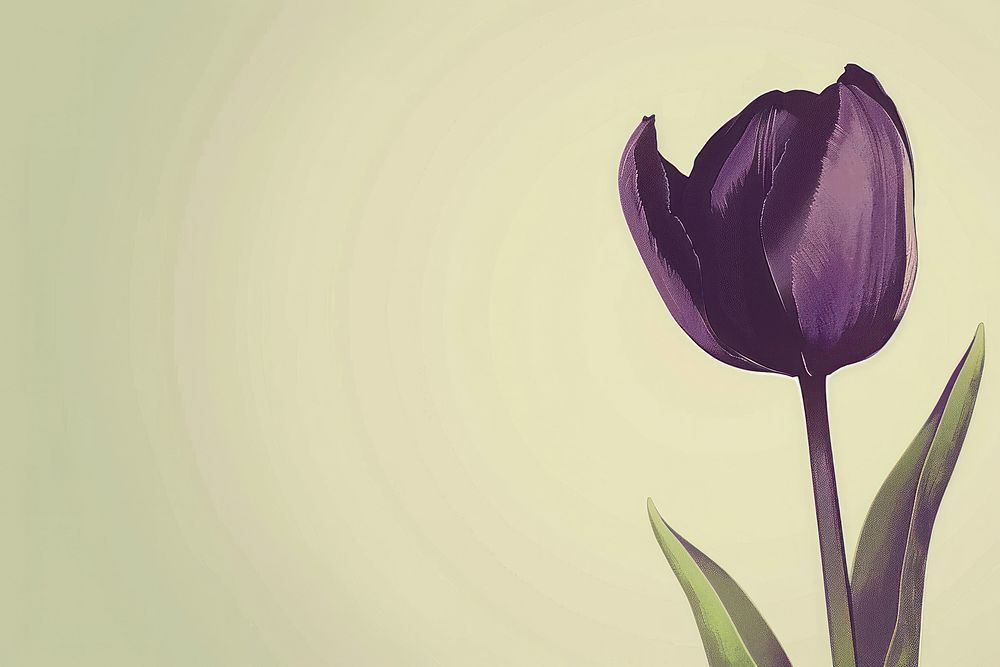 Tulip purple tulip flower.