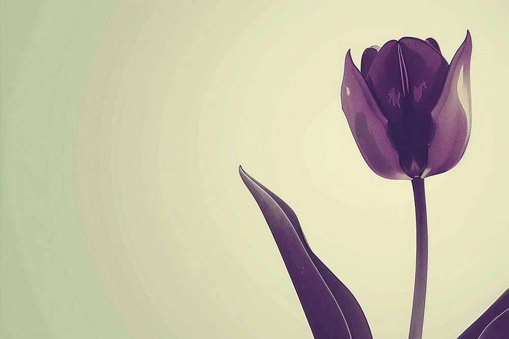 Tulip purple tulip flower.