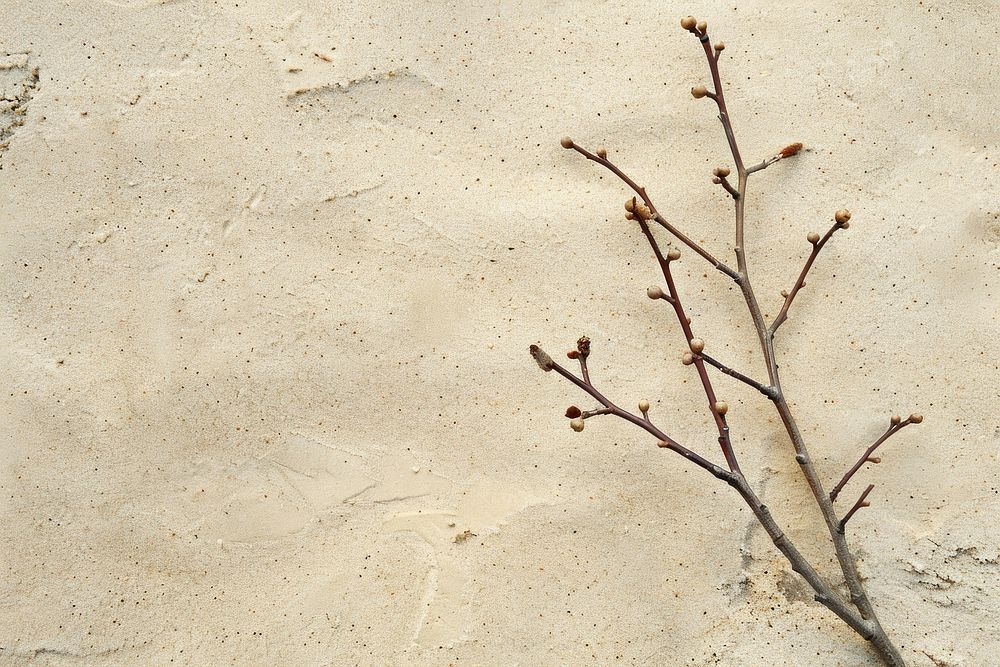 Branch on sand backgrounds outdoors nature.