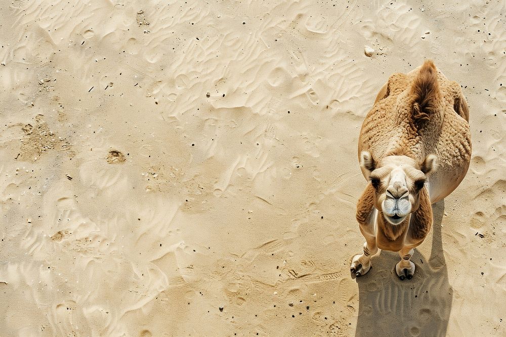 Camel on sand wildlife outdoors animal.