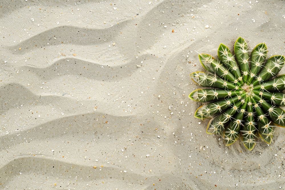 Cactus on sand backgrounds outdoors nature.