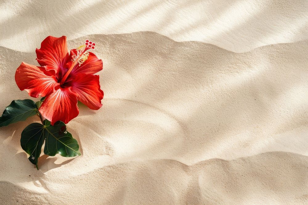 Hibiscus on sand outdoors nature flower.