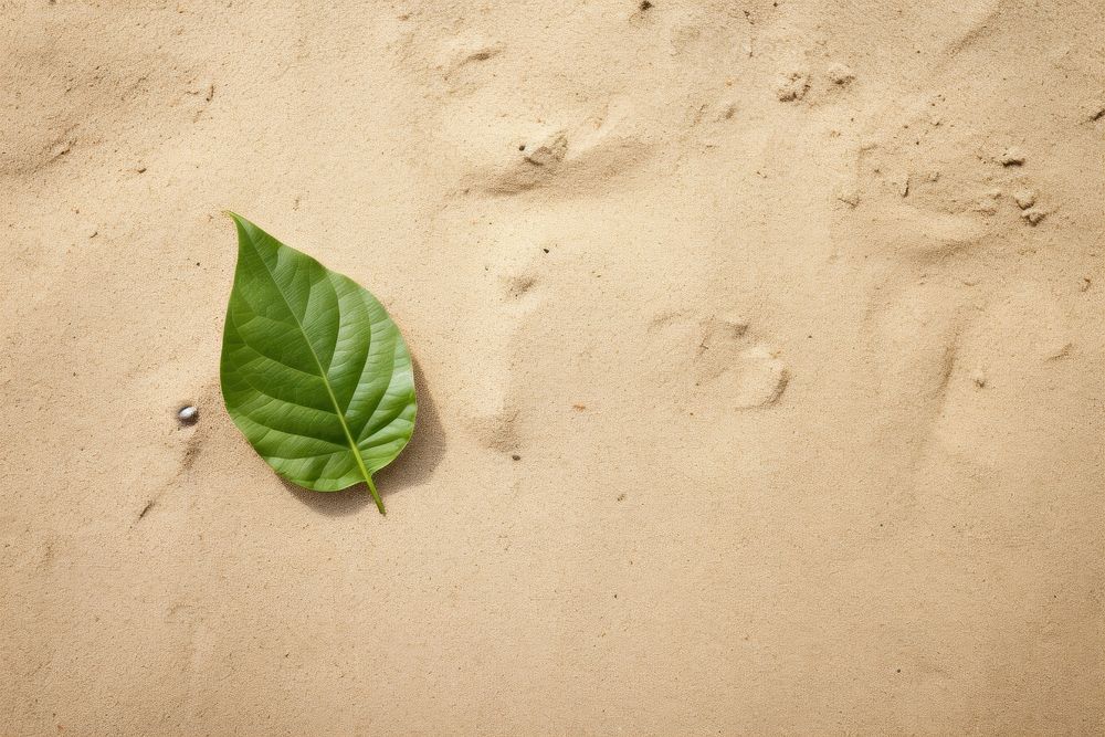Leaf on sand backgrounds outdoors nature.