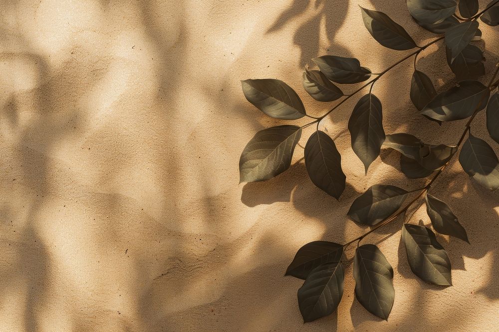 Leaf shadows on brown sand backgrounds outdoors nature.