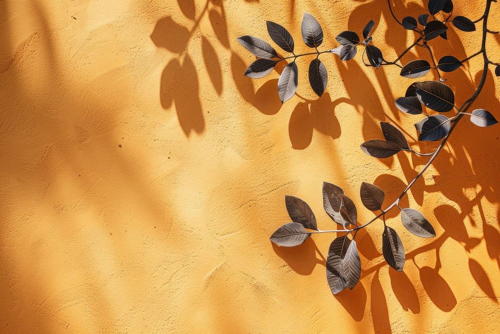 Leaf shadows on orange sand backgrounds outdoors nature.