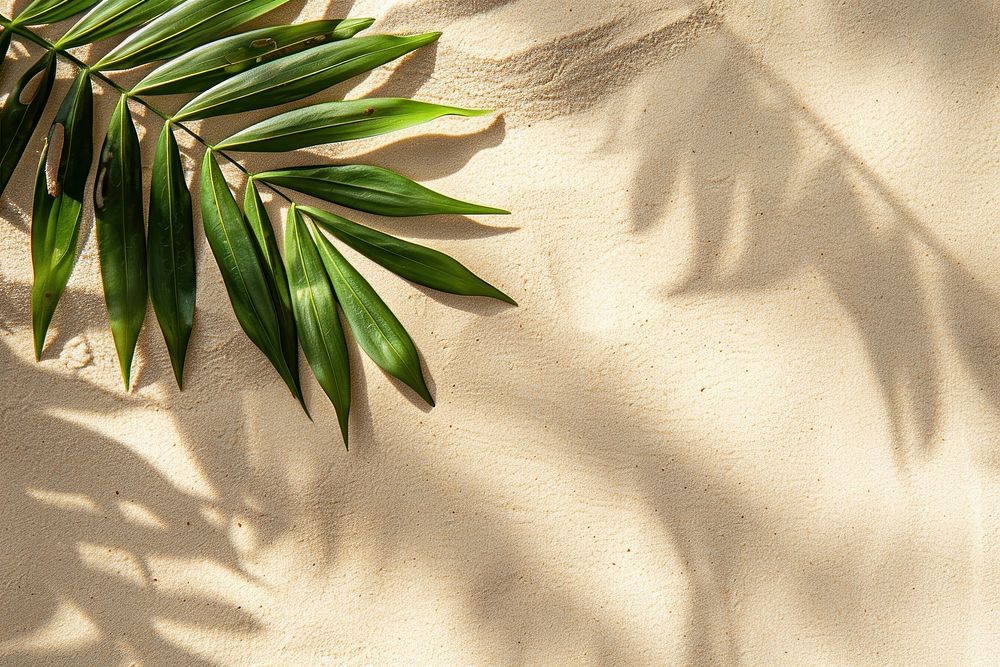 Leaf shadows on beige sand backgrounds outdoors nature.