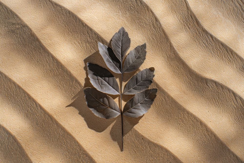 Leaf shadows on brown sand outdoors nature desert.