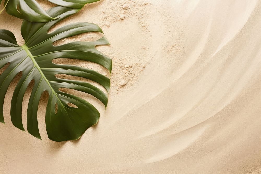 Monstera on sand backgrounds outdoors nature.