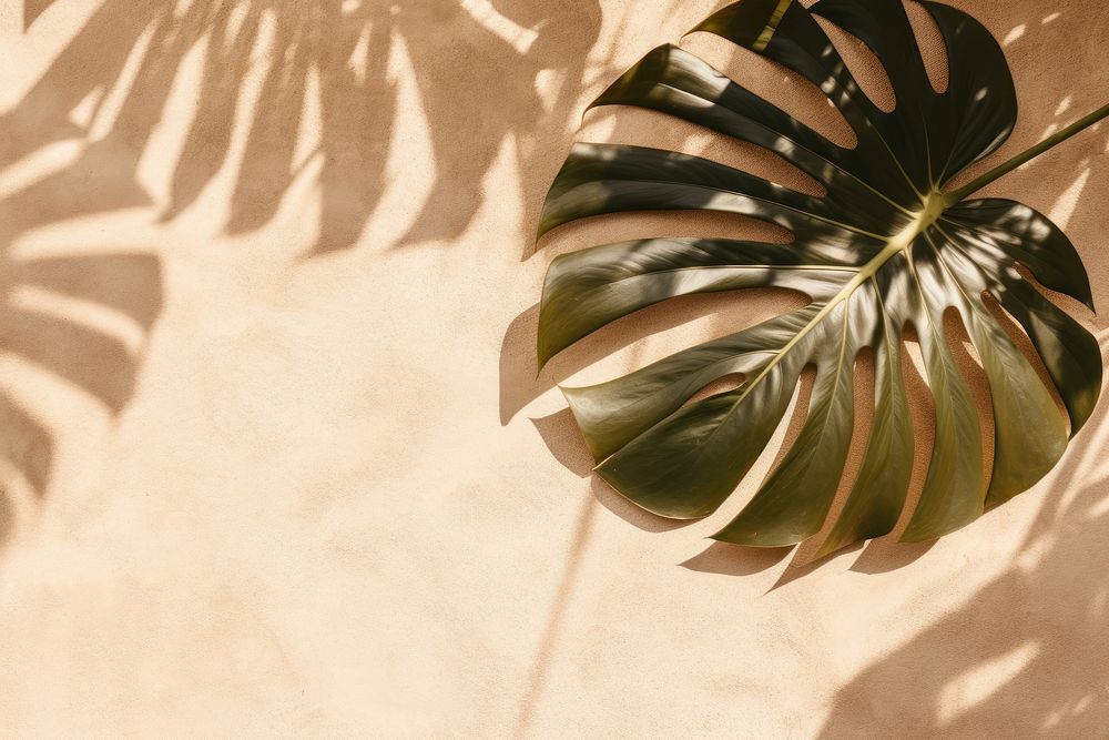 Monstera shadow on sand backgrounds outdoors plant.