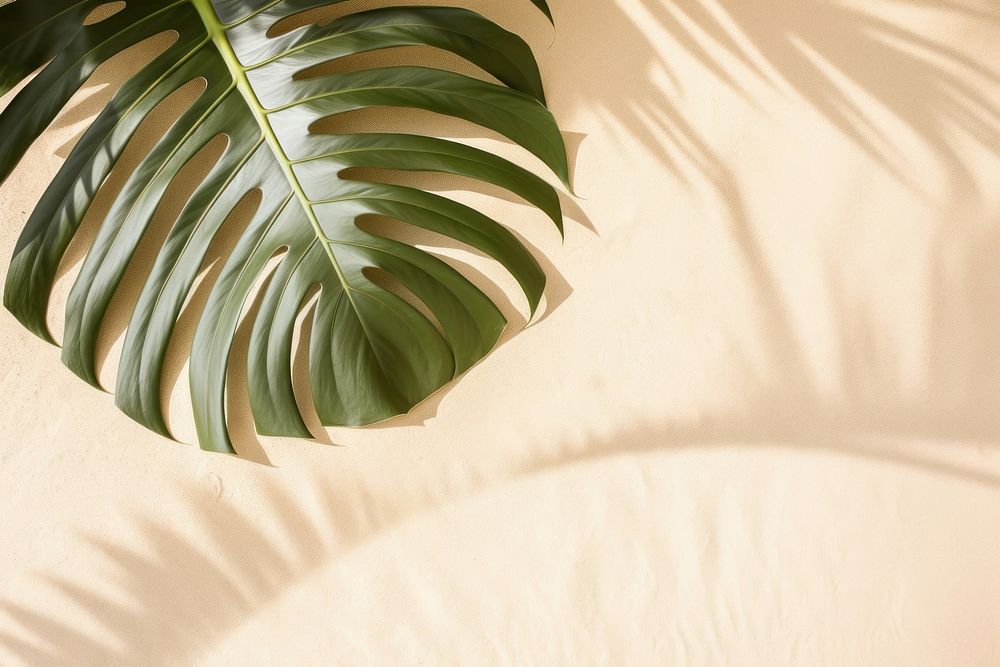 Monstera shadow on sand backgrounds nature plant.