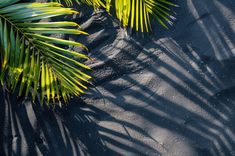 Palm leaf shadows on black sand backgrounds outdoors nature.