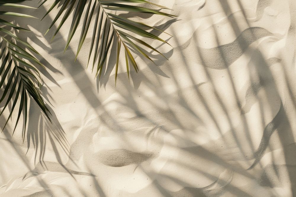Palm leaf shadows on beige sand backgrounds outdoors nature.