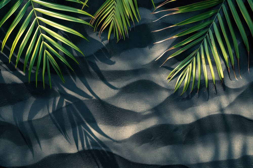Palm leaf shadows on black sand backgrounds outdoors texture.