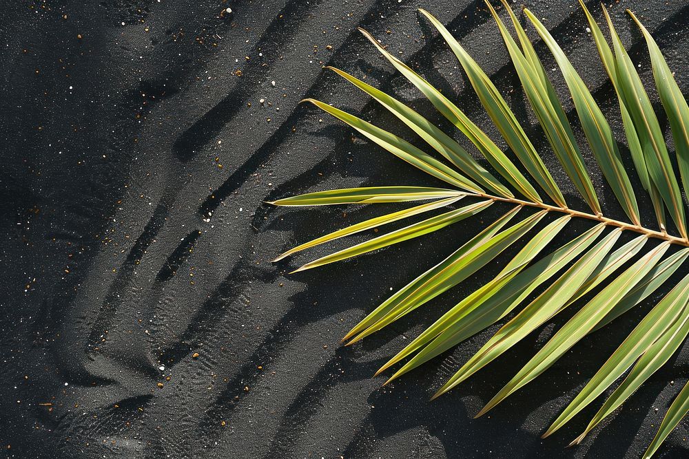 Palm leaf shadows on black sand backgrounds outdoors nature.