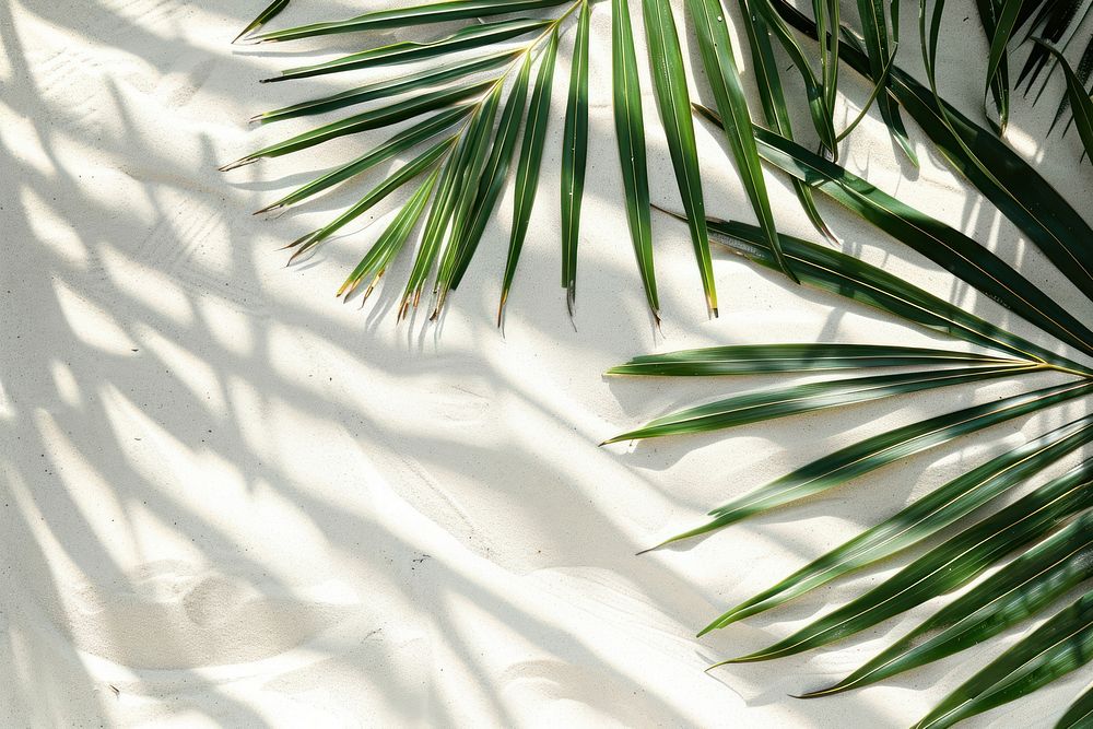 Palm leaf shadows on white sand backgrounds outdoors nature.