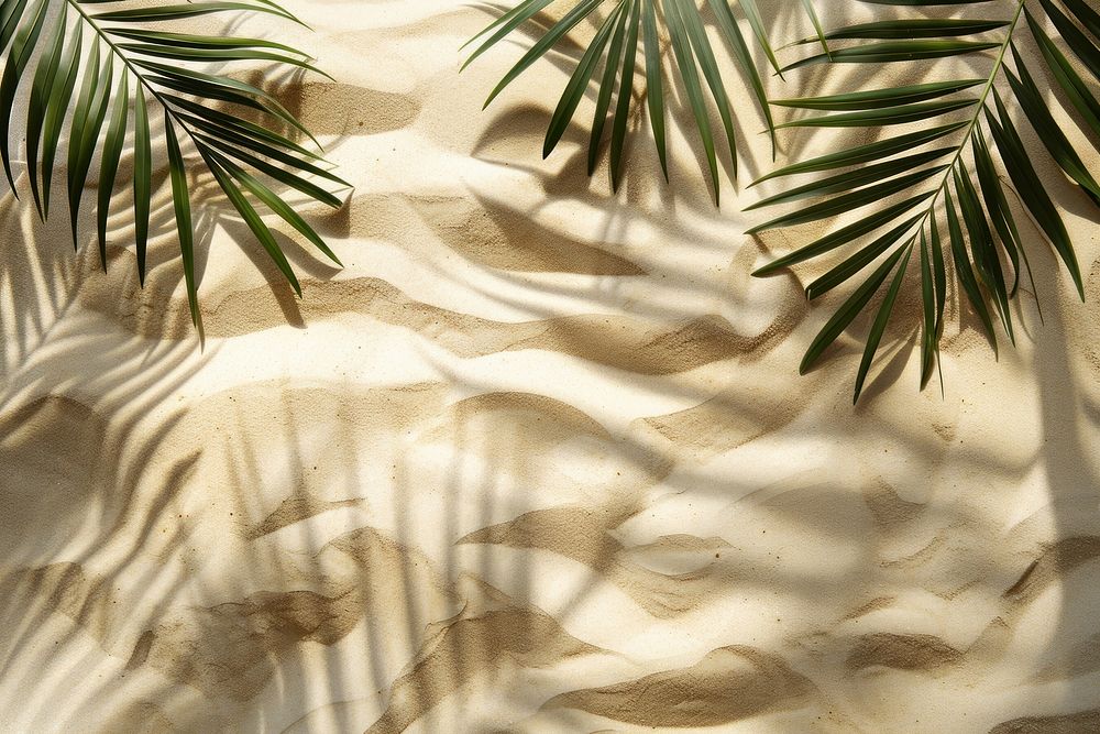 Palm leaf shadows on earth tone sand backgrounds outdoors nature.