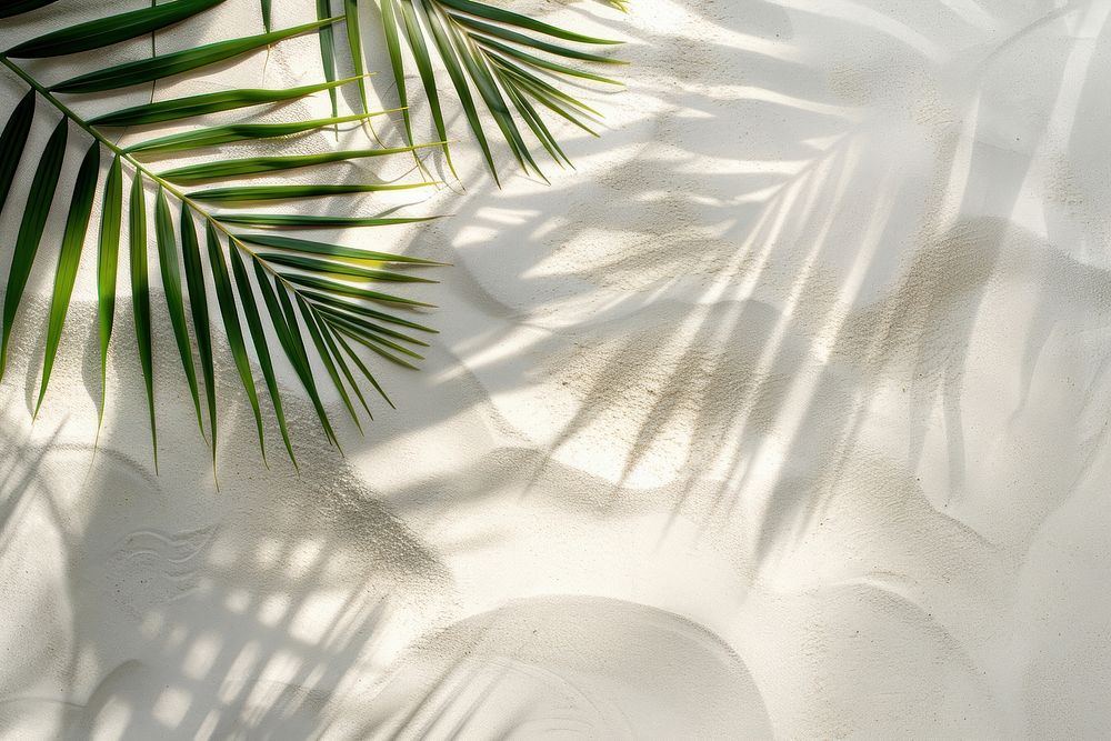 Palm leaf shadows on white sand backgrounds outdoors nature.