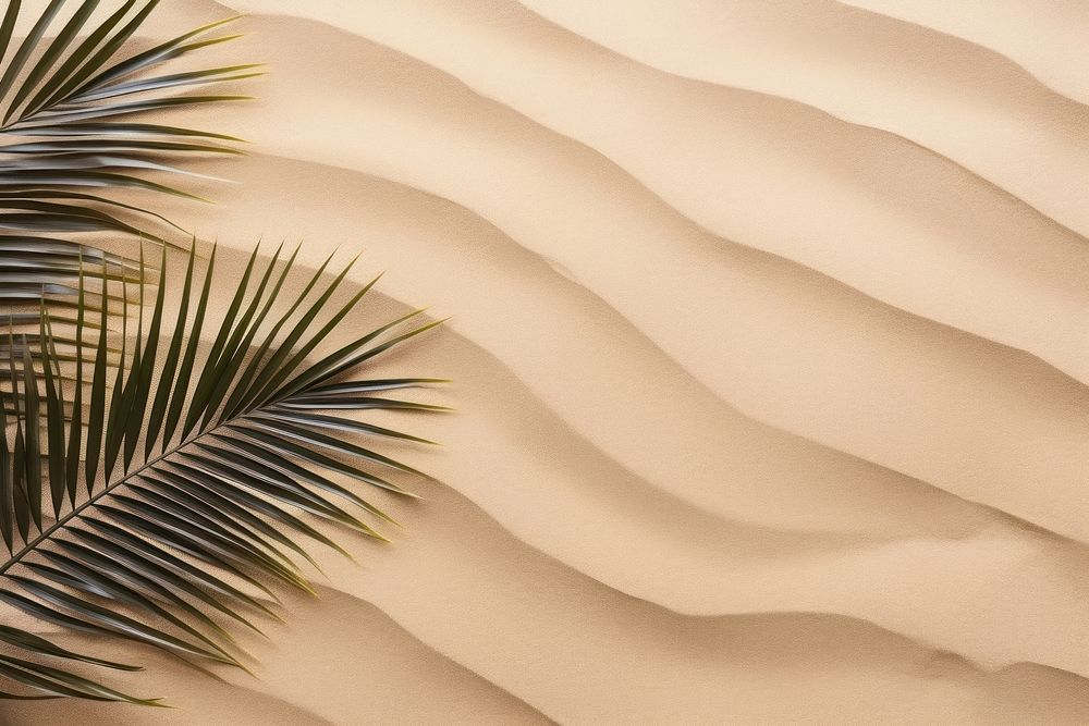 Palm leaves on sand backgrounds outdoors nature.