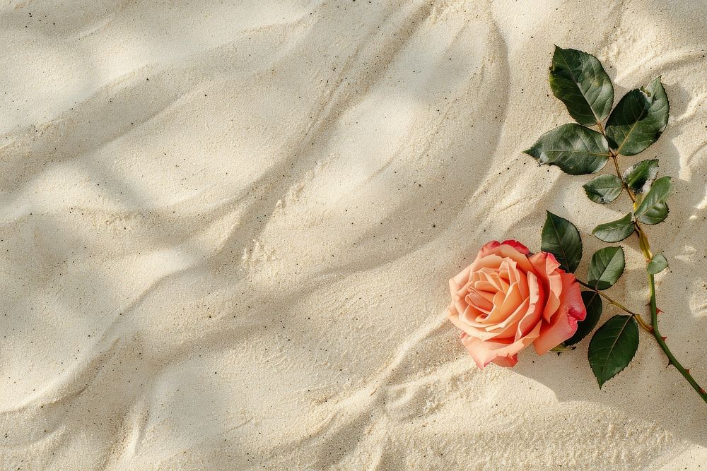 Rose on sand backgrounds outdoors nature.