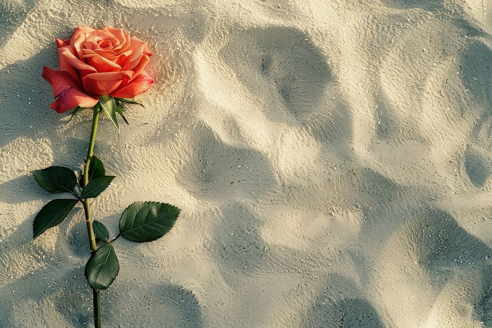 Rose on sand backgrounds outdoors nature.