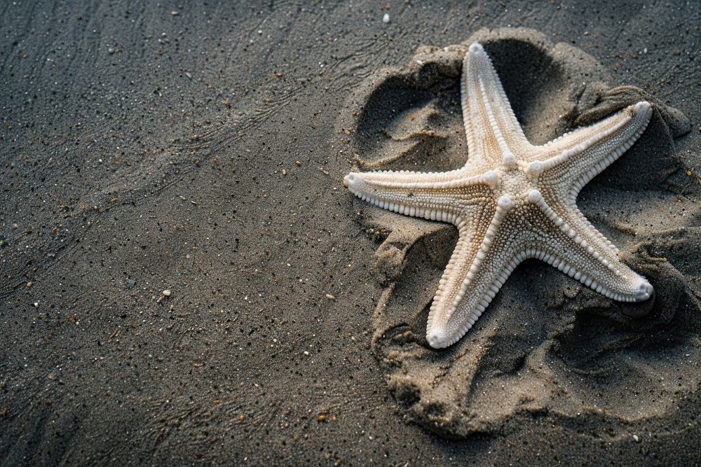 Star on sand starfish outdoors nature.