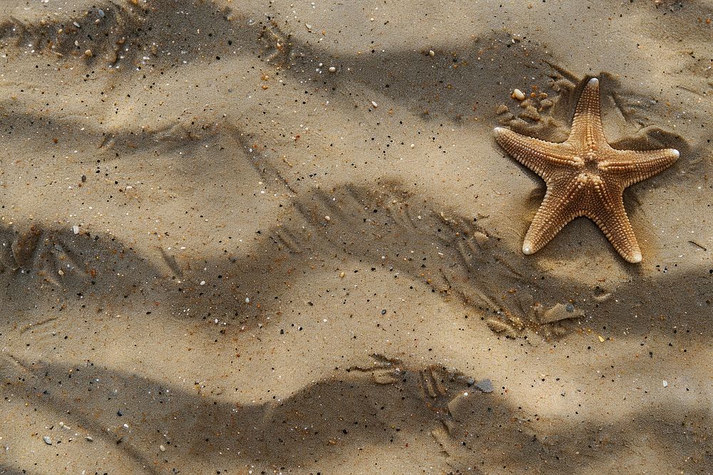 Star on sand backgrounds starfish outdoors.