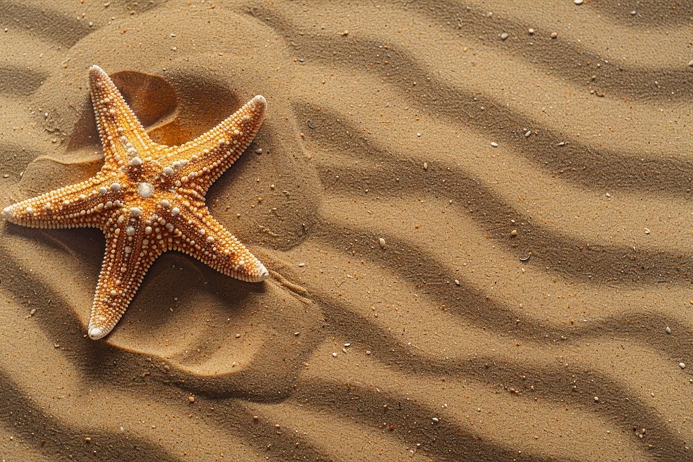 Starfish on sand outdoors nature invertebrate.