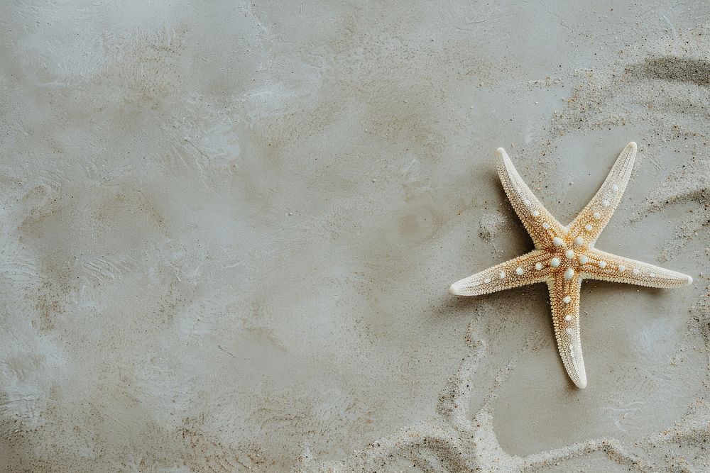 Starfish on sand backgrounds invertebrate copy space.