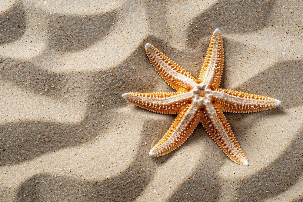Starfish on sand outdoors invertebrate echinoderm.