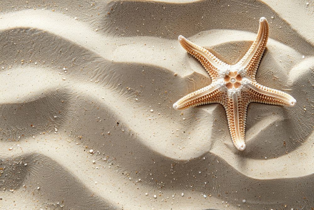 Starfish on sand backgrounds outdoors nature.
