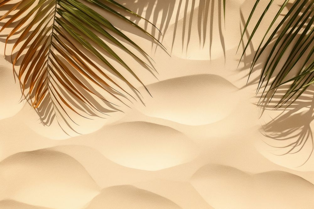 Palm leaves shadow on sand backgrounds outdoors texture.
