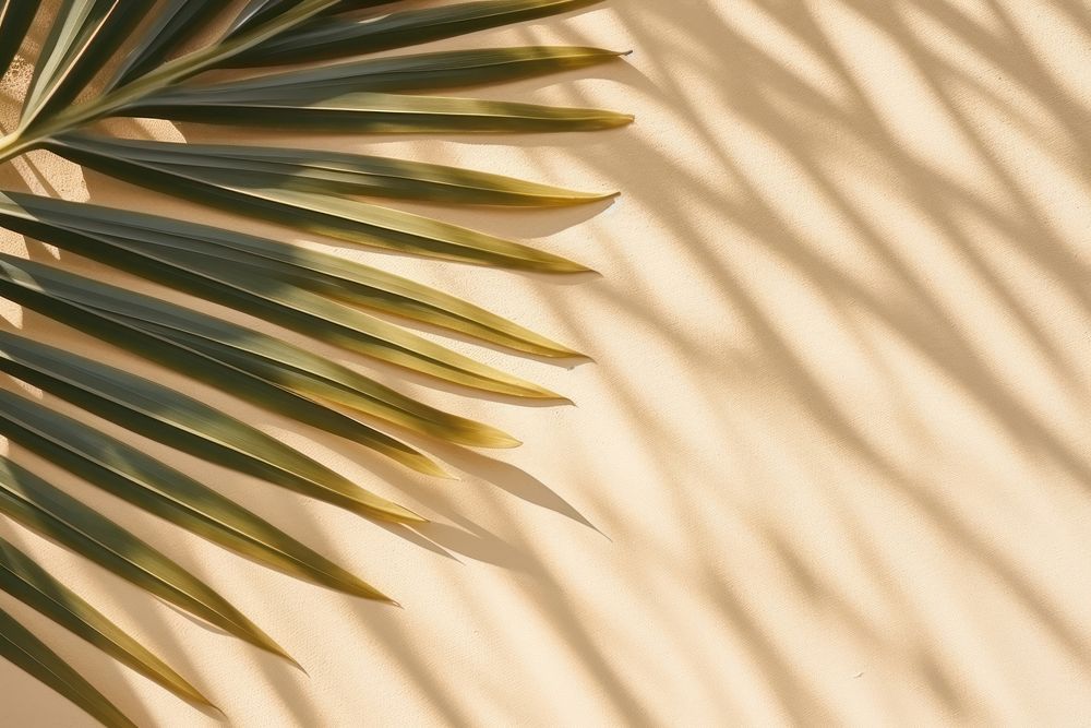 Palm leaves shadow on sand backgrounds outdoors nature.