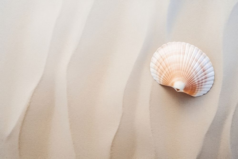 Seashell on sand backgrounds nature invertebrate.