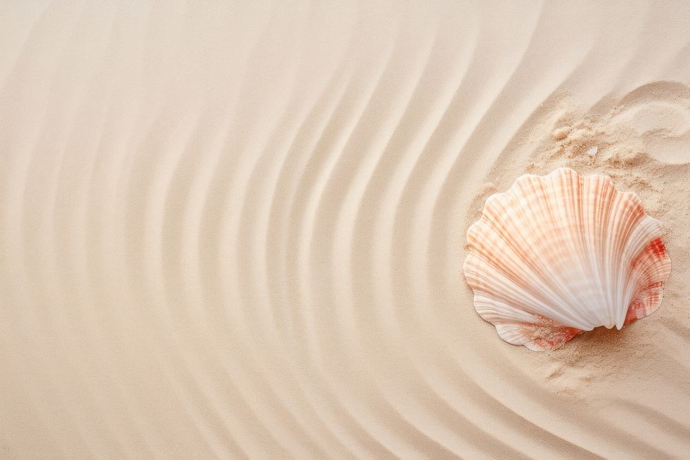 Seashell on sand backgrounds nature invertebrate.