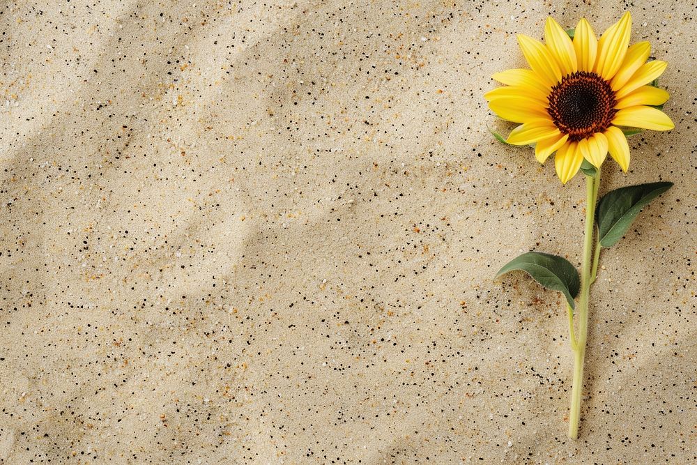 Sunflower on sand backgrounds outdoors nature.