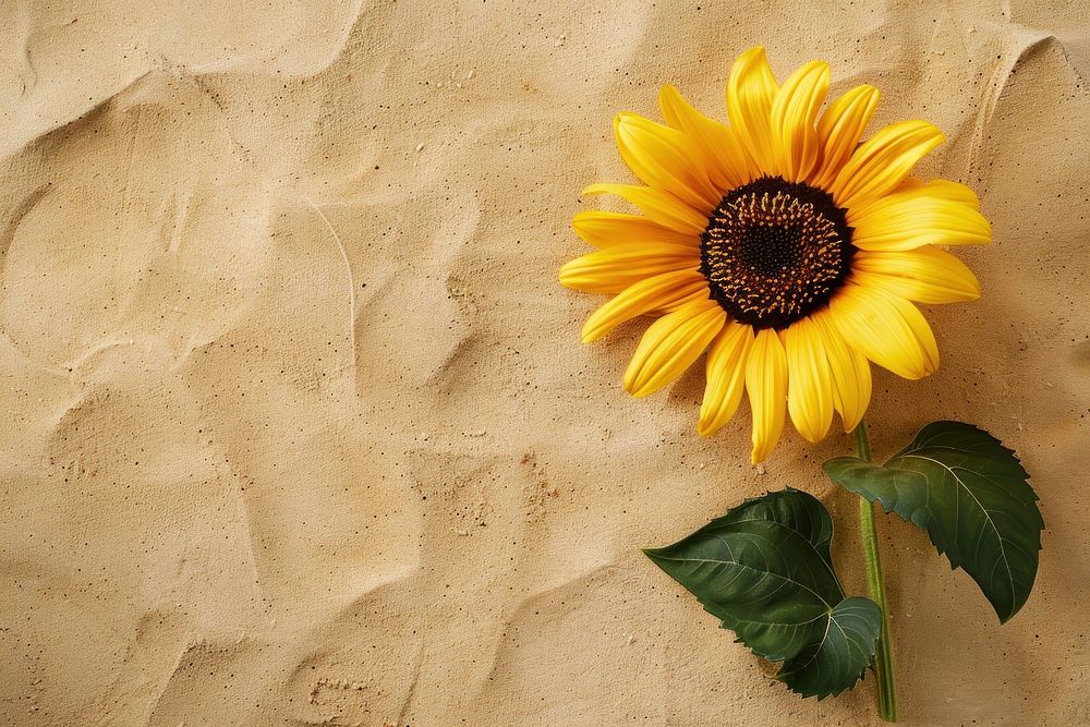 Sunflower on sand backgrounds outdoors nature.