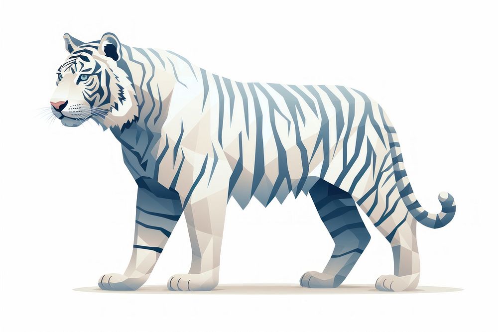 White tiger wildlife animal mammal.