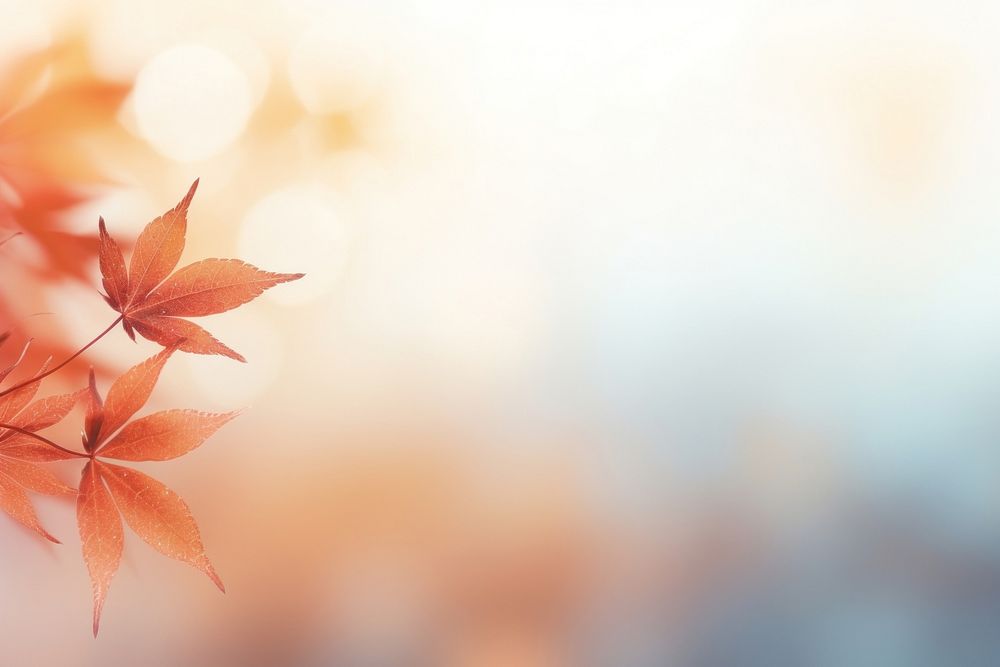 Autumn background backgrounds abstract plant.