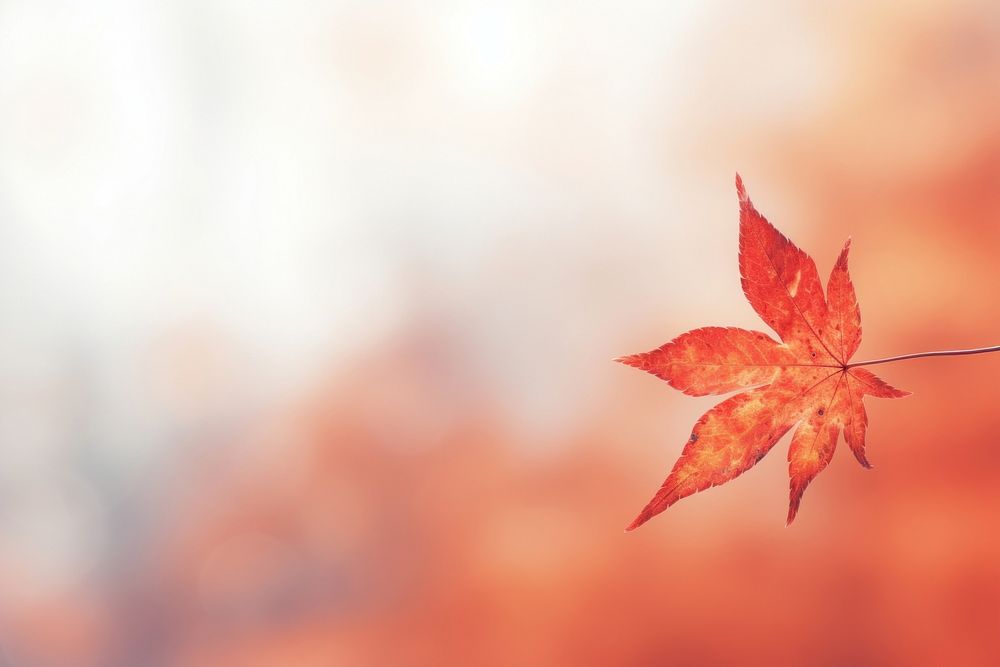 Abstract background backgrounds autumn maple.