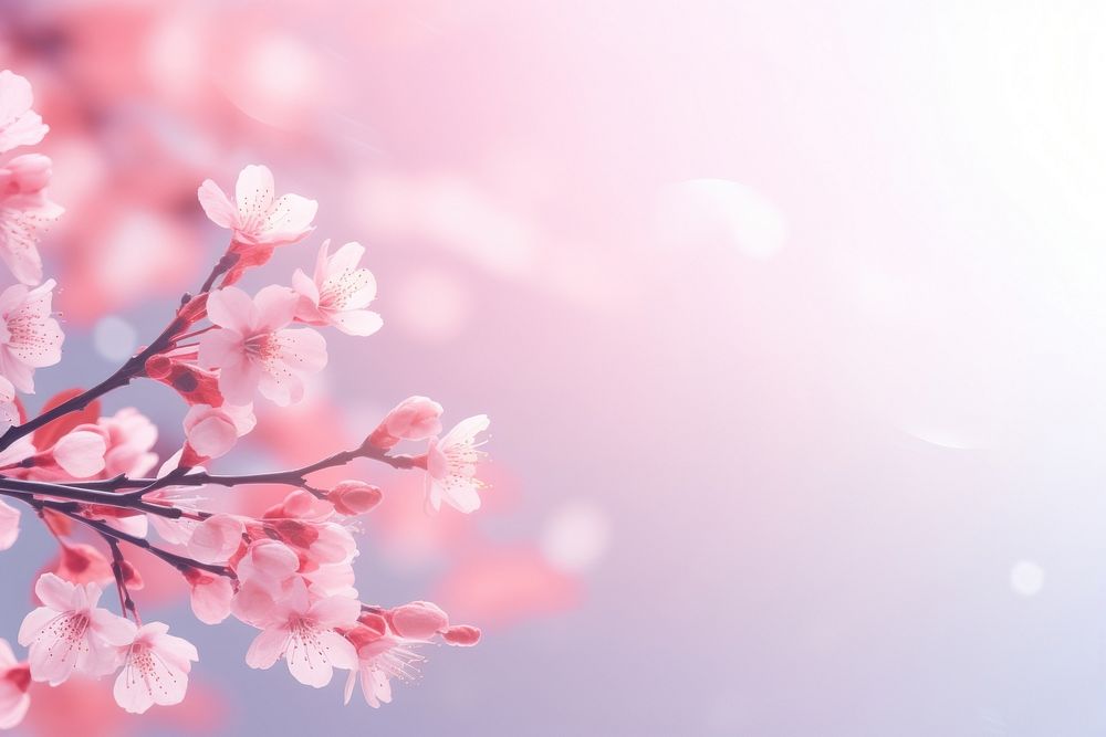 Pink spring background outdoors blossom flower.