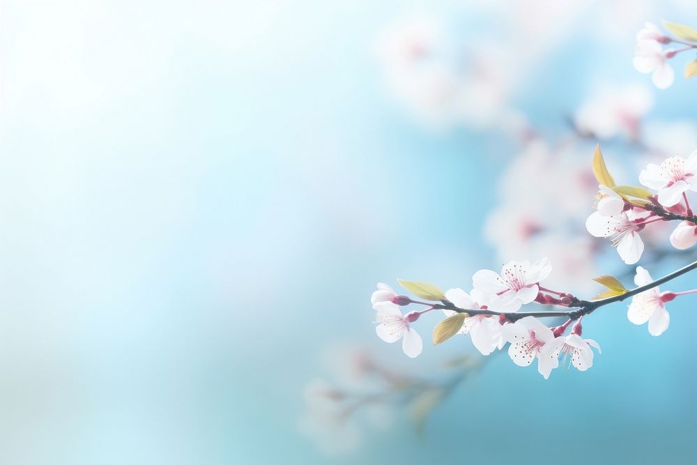 Spring background outdoors blossom flower.
