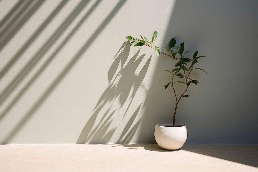 Plant shadow wall leaf architecture houseplant.
