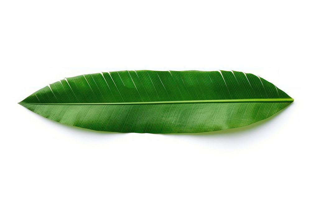 Green palm adhesive strip plant leaf white background.