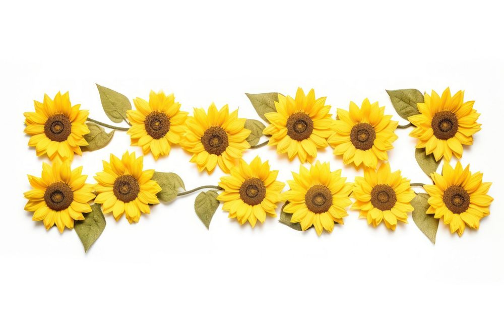 Sunflower pattern on adhesive strip plant white background inflorescence.