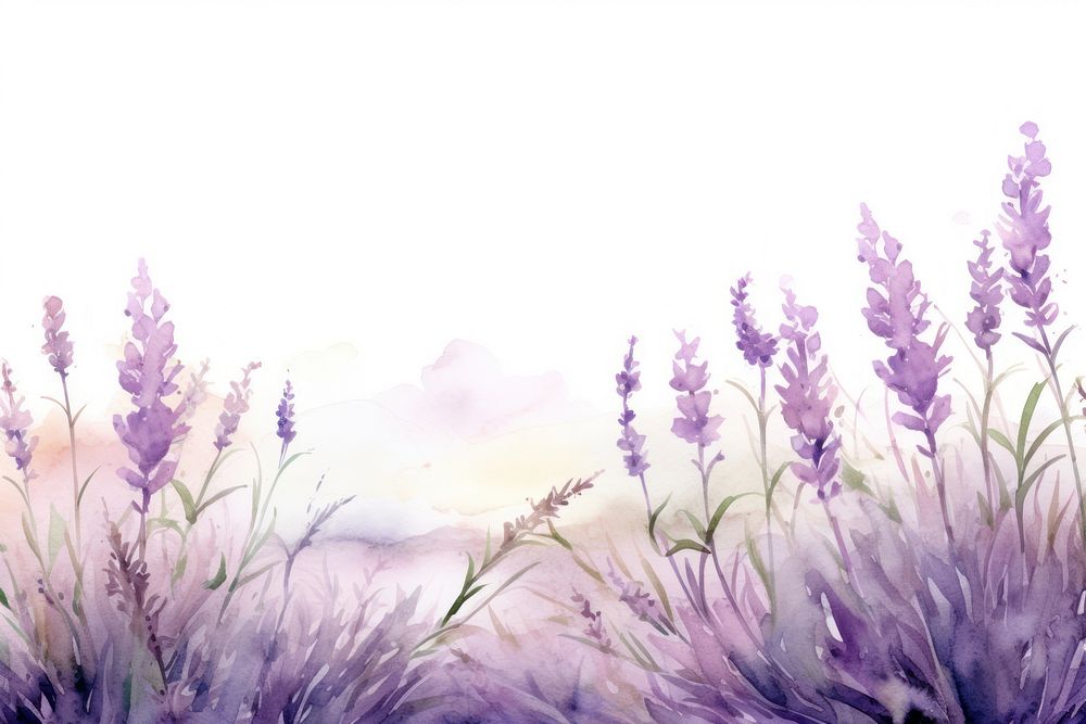 Lavender border landscape outdoors blossom.